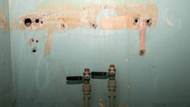 Best Basement water damage restoration  in Walce Ridge, LA